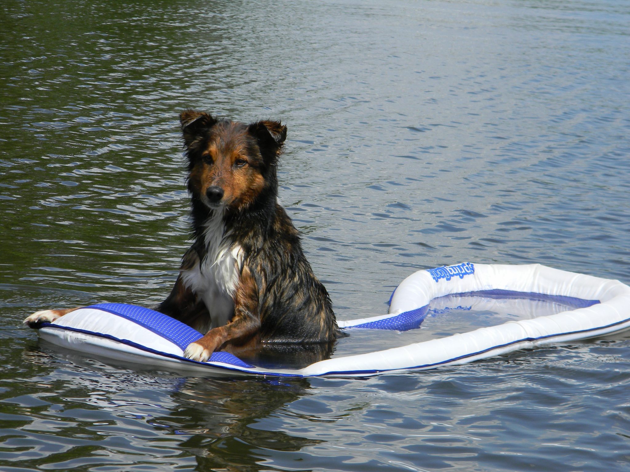 Does Home Insurance Cover Dog Bites? Piedmont Insurance Associates